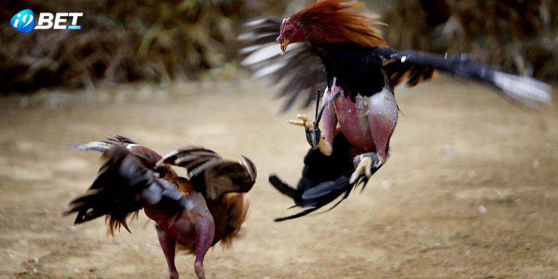 Meo choi da ga cua dao dẽ gianh duoc chien thang